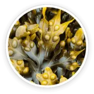  Bladderwrack Powder